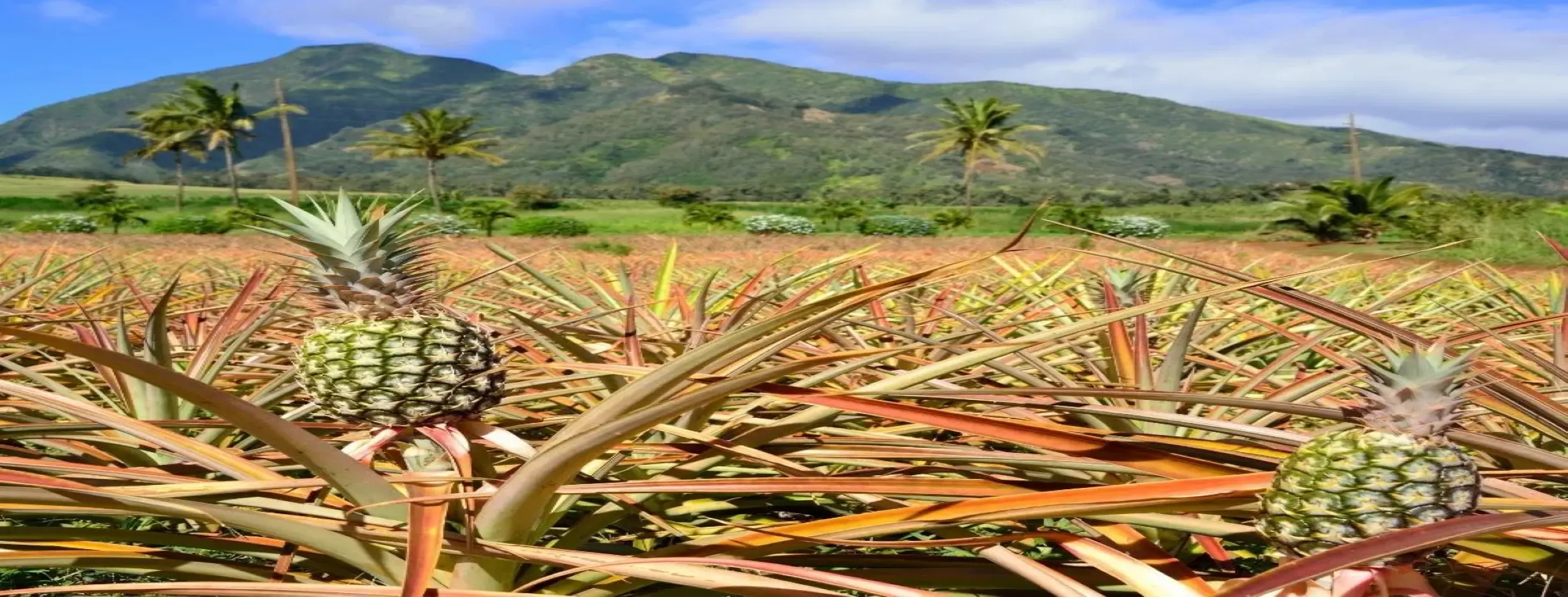 Image for Pineapple Plantation Visit